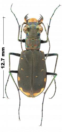 Réf. 244 766 : Cicindelidia rufiventris